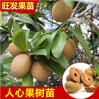 人心果苗  优质品种， 在水果市场称之为“水果王之一”，特甜 