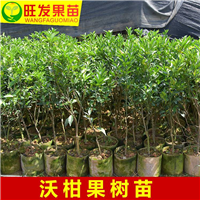 沃柑苗可盆栽果苗当年结果树**保证 
