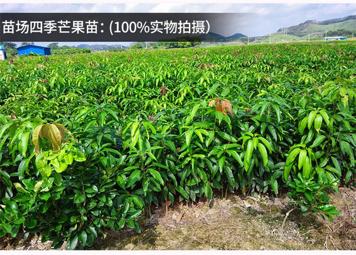 福建四季芒果苗批发 福州芒果苗直销 热带果树苗出售 