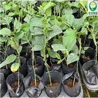 惠州香蜜百香果价格