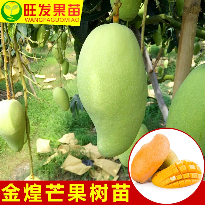 福建金煌芒果苗 福建芒果苗批发 大量果树苗木批发 