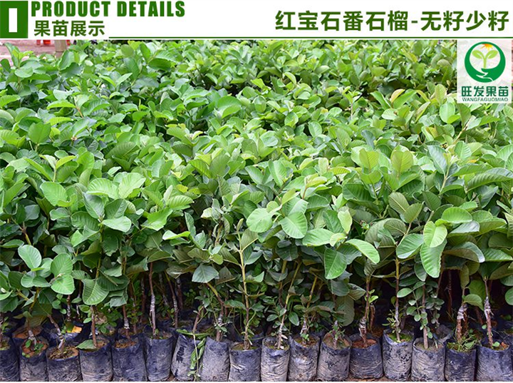 红宝石芭乐（芭乐又名番石榴） 