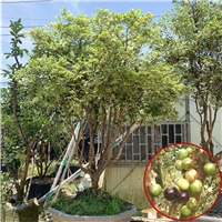 东莞斑叶嘉宝果苗基地