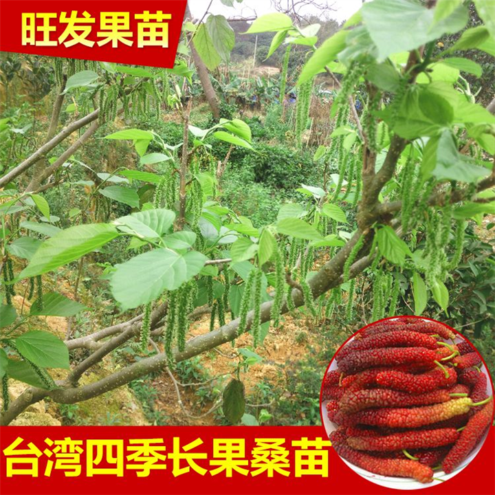 正宗台湾长果桑嫁接苗阳台庭院盆栽四季果桑当年结果 