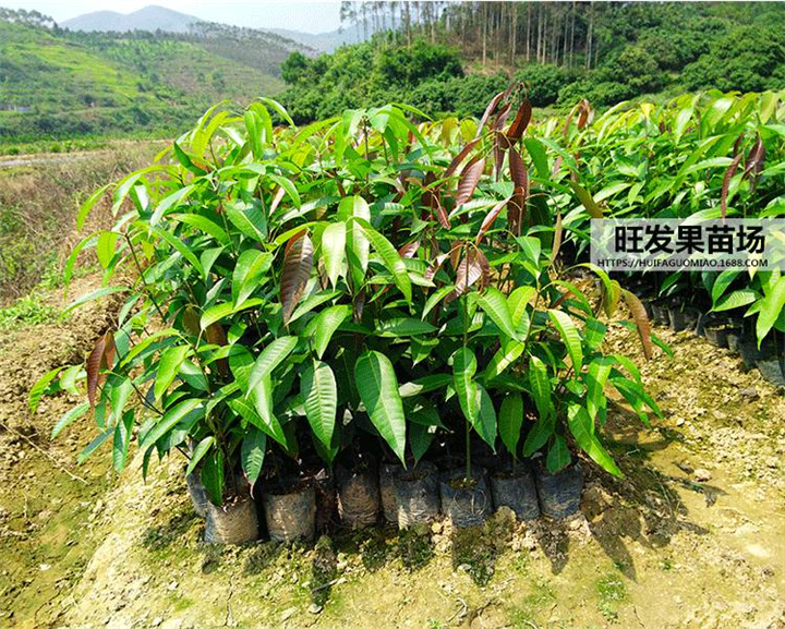 福建芒果苗批发 漳州芒果苗批发 热带果树苗木出售 