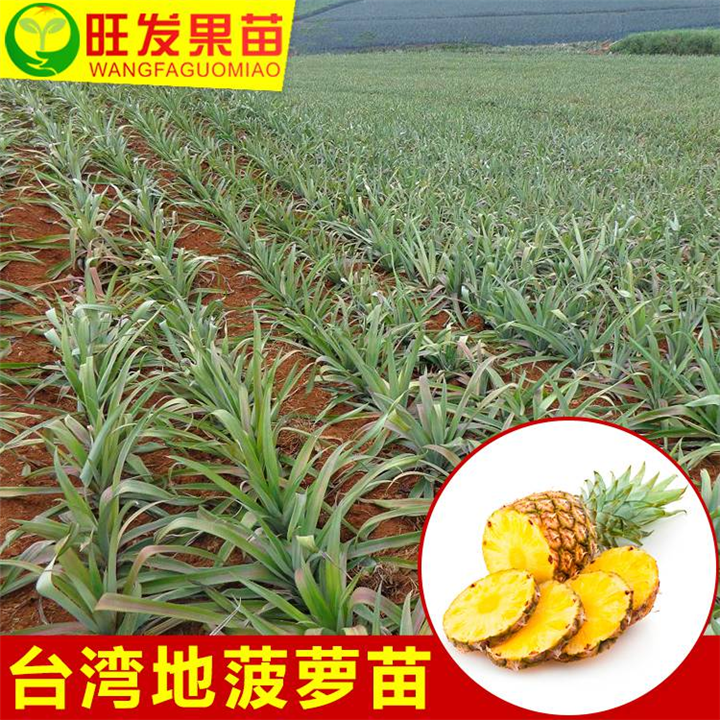哪里有地菠萝苗卖？泉州地菠萝苗、福州地菠萝苗 