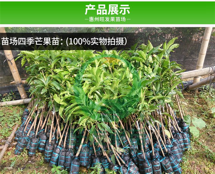海南台四季芒果苗批发  芒果种苗大量果树苗木批发 