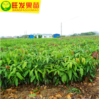 出售金煌芒果嫁接苗 福建芒果种苗 大小规格都有现货 