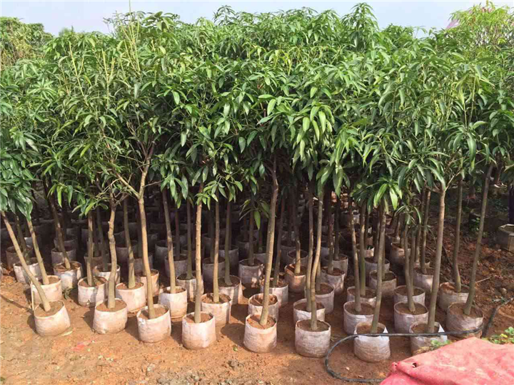 台农一号芒果苗 福建芒果苗批发  大量果树苗木批发 