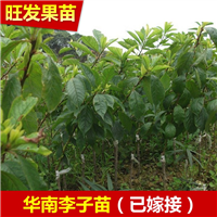 南华李苗又名称（迟熟三华李苗） 