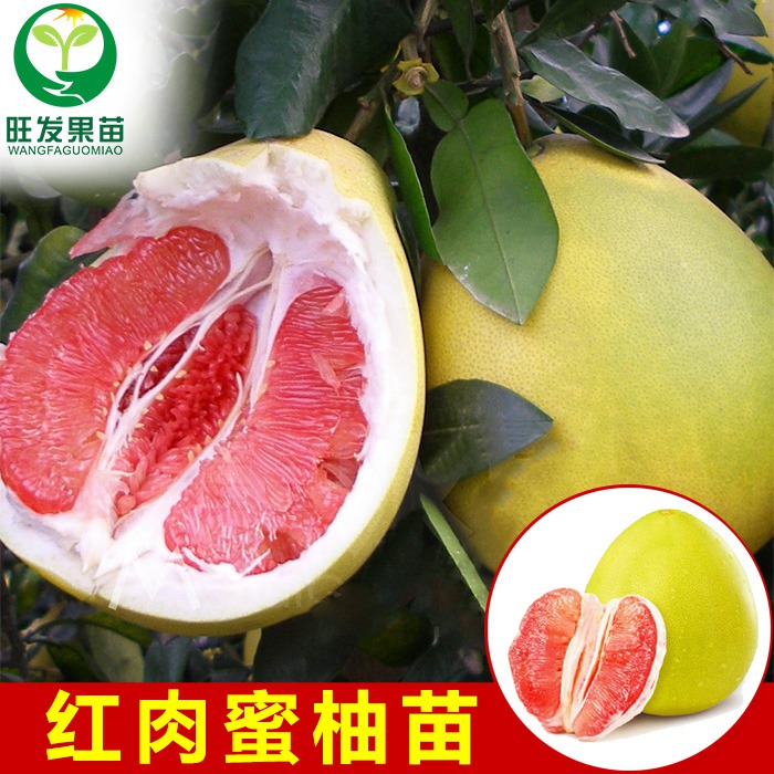 红肉蜜柚苗价格、泉州红肉蜜柚苗、福州红肉蜜柚苗 