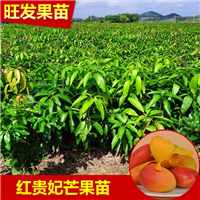 红贵妃芒果苗 嫁接果树苗 芒果嫁接苗 福建芒果树批发 