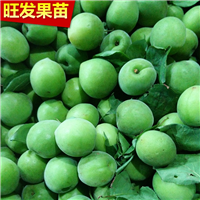 福建青梅苗价格，福建青梅苗批发，福建青梅苗 