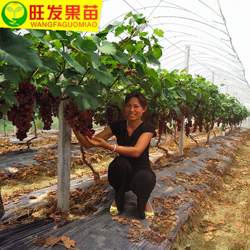 夏黑葡萄嫁接苗、福建葡萄苗、批发葡萄苗 