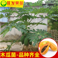 出售木瓜苗，泉州木瓜苗，泉州夏威夷木瓜苗 