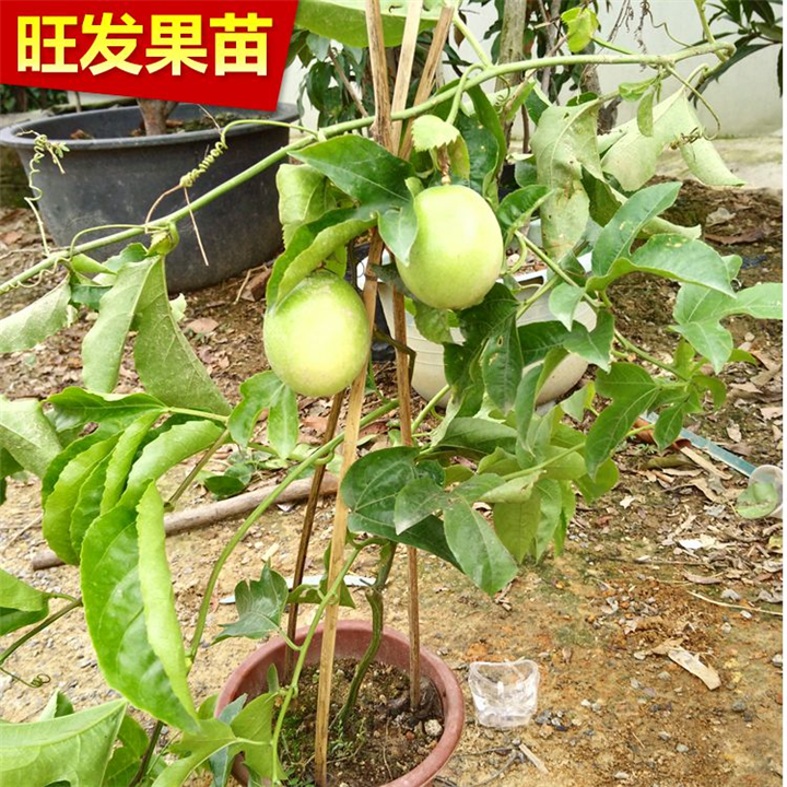爬藤果树百香果苗紫香一号黄金果巨无霸满天星鸡蛋果树苗当年结果 