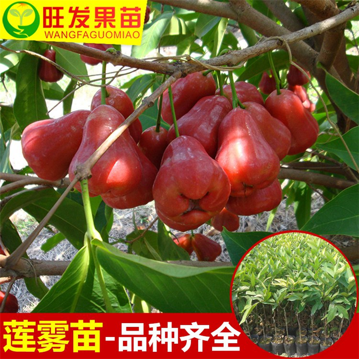 黑金刚莲雾苗批发 **黑金刚莲雾苗嫁接苗 