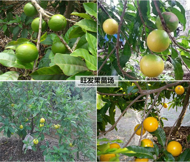 大批量黄晶果苗价格优惠 果苗批发 热带果树苗出售 
