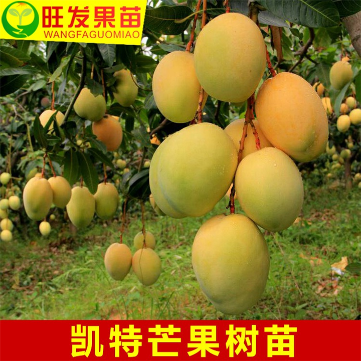 福建凯特芒果苗批发各类芒果树苗供应 可地栽盆栽 当年结果 