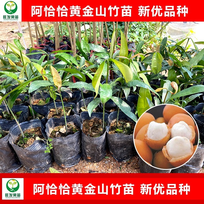 阿恰恰黄金山竹苗