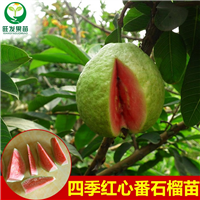台湾四季红心番石榴 大果番石榴苗 盆栽矮化苗 
