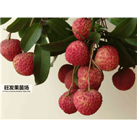 福建桂味荔枝苗 福建果苗批发 热带果树苗出售 