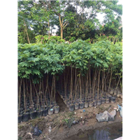 福建龙眼苗批发 漳州龙眼苗批发 热带果树苗木出售 