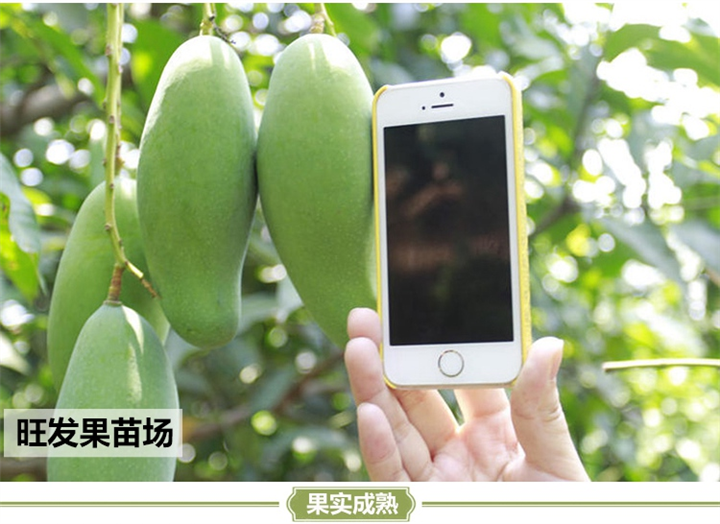 福建芒果苗 **桂七芒果苗 青皮芒果苗嫁接果苗 成活率高 