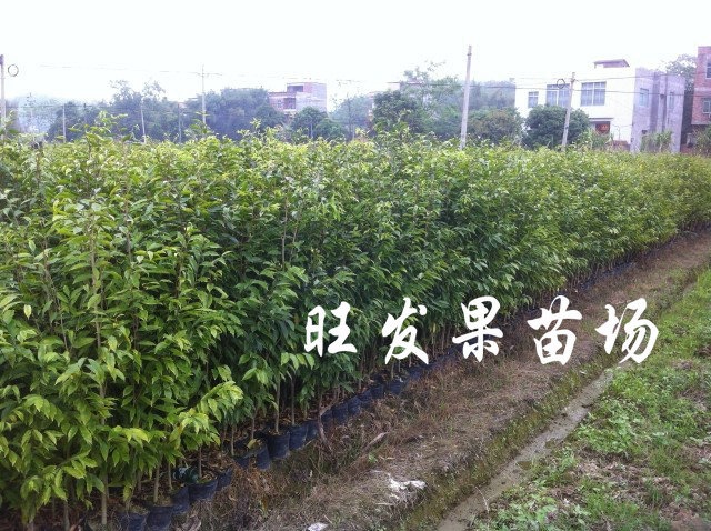 沉香苗价格，沉香苗批发，福建沉香苗批发电话 