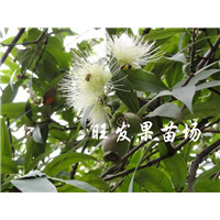 泉州果苗，泉州水蒲桃苗，泉州水蒲桃苗基地 