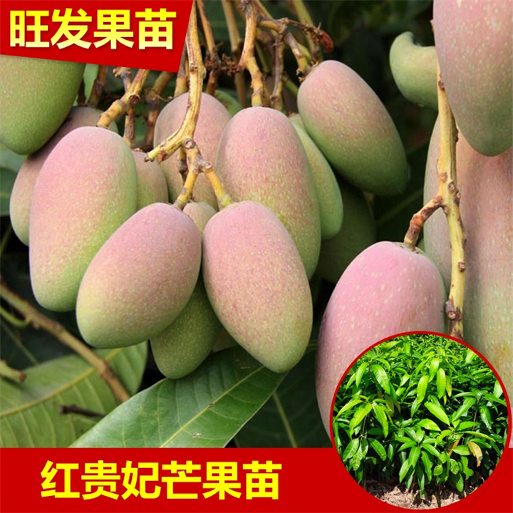 **红贵妃芒果苗 芒果直生苗 实生苗 营养杯急售 