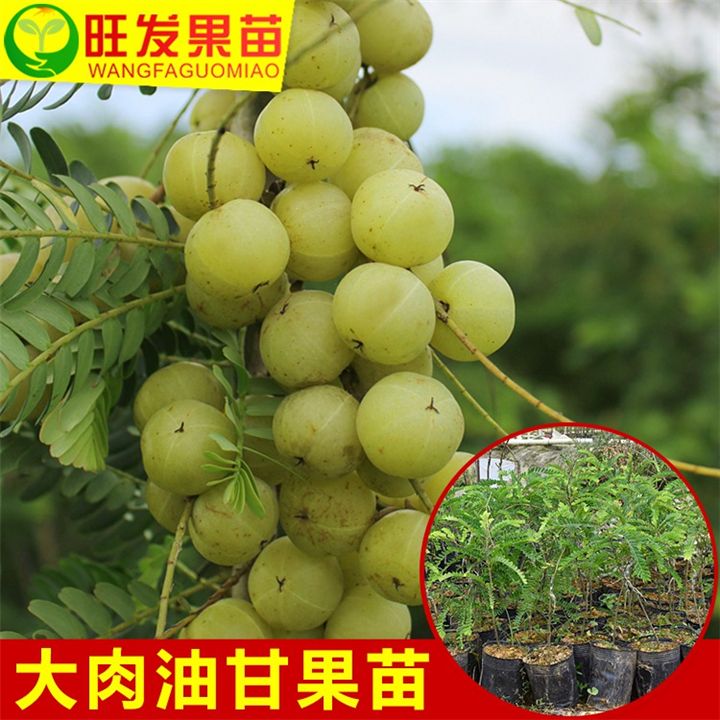 泉州油甘苗（余甘苗），泉州油甘苗，油甘苗价格 