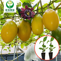 广东香蜜木瓜百香果