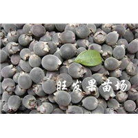 出售捻子苗，福州捻子苗，全国供应捻子苗 