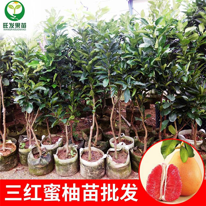 批发三红蜜柚苗、泉州三红蜜柚苗、三红蜜柚嫁接苗 