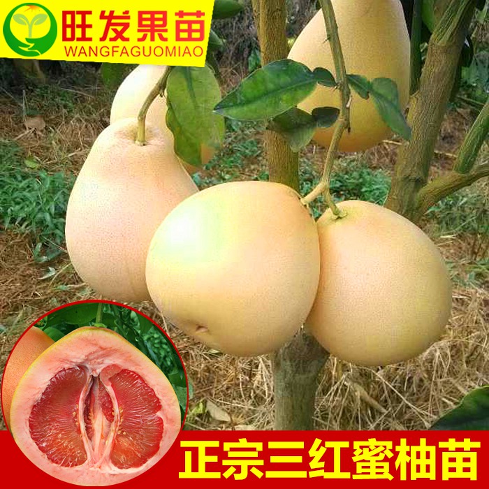 全国供应三红蜜柚苗、甫田三红蜜柚苗 