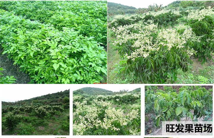 出售无核黄皮苗、泉州无核黄皮苗、无核黄皮苗基地直销 