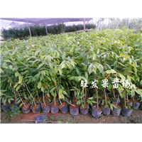 供应营养杯沉香苗 白木香 沉香树苗  有大量的库存 