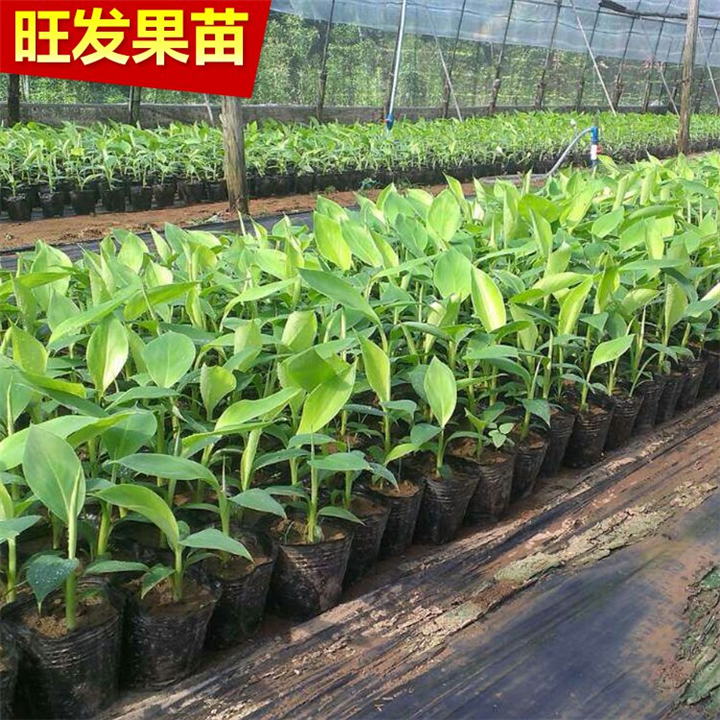 福建粉蕉苗，皇帝香蕉 又称贡蕉 优良新品种 