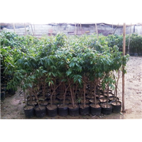 福建果苗场，福建荔枝苗，福建荔枝直生苗 