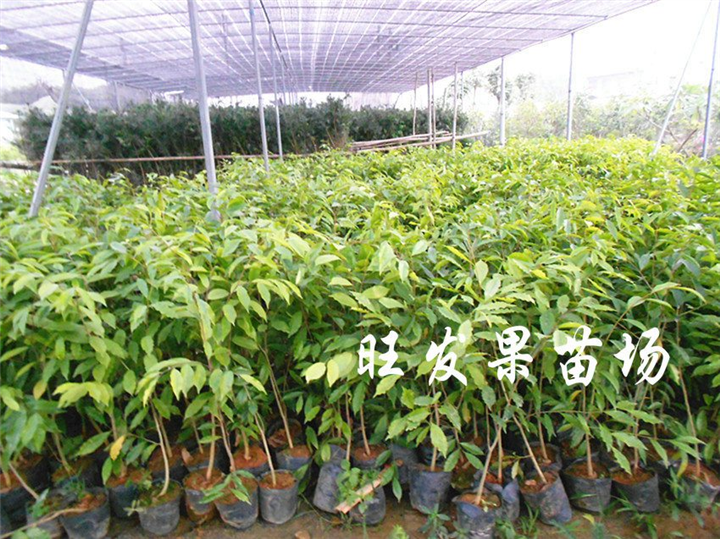 福建沉香苗基地、福建沉香苗、批发沉香苗 