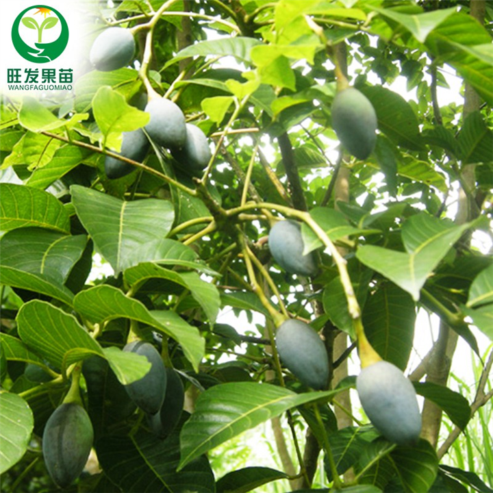 泉州乌榄苗（黑榄苗）-泉州乌榄苗基地 