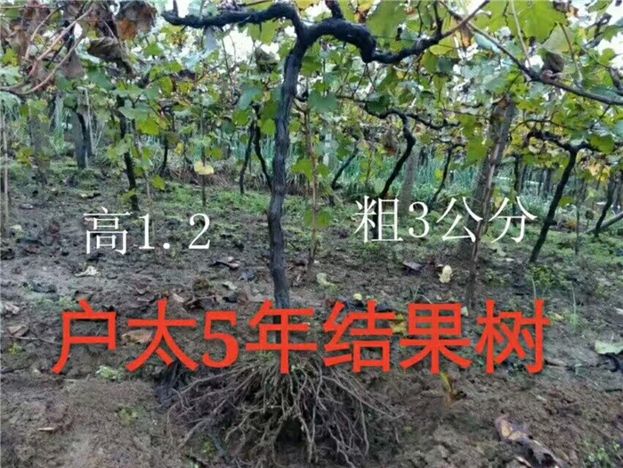 户太八号5年结果树 