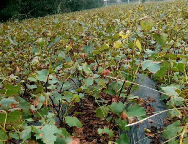 户县户太八号葡萄苗种植基地