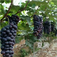 陕西夏黑葡萄苗
