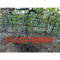 户太八号5年结果树 