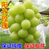 陕西阳光玫瑰葡萄苗2