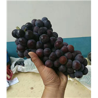 户太八号葡萄苗果实 
