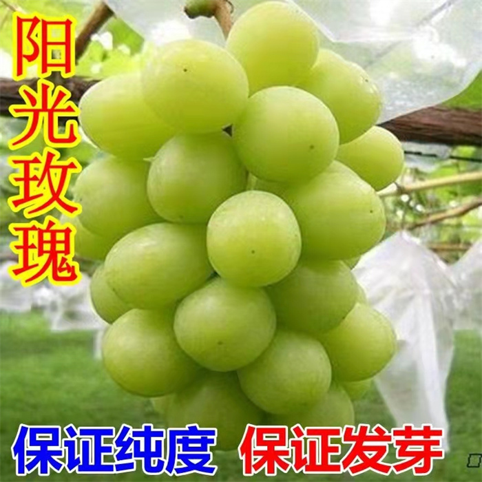 陕西阳光玫瑰葡萄苗2