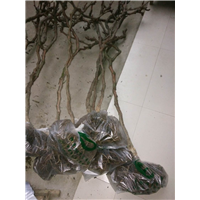 户太八号裸根葡萄苗 